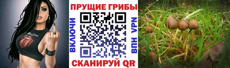 Галлюциногенные грибы Psilocybe  Микунь 